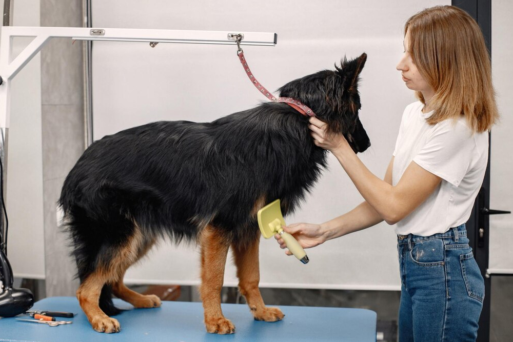 Dog Grooming