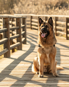 Dog participating in obedience training