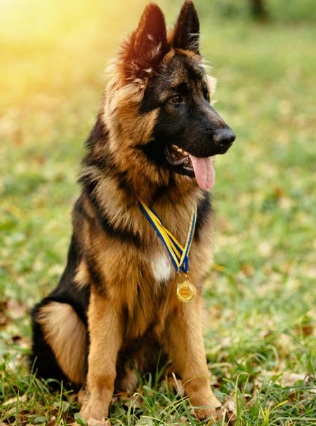 Professional dog day care service
