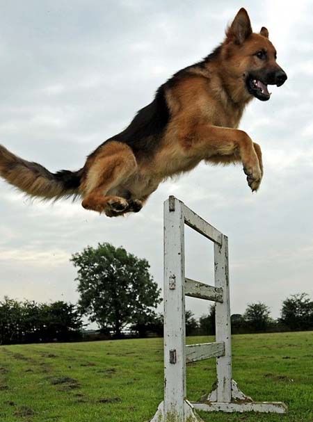 Professional dog boarding service