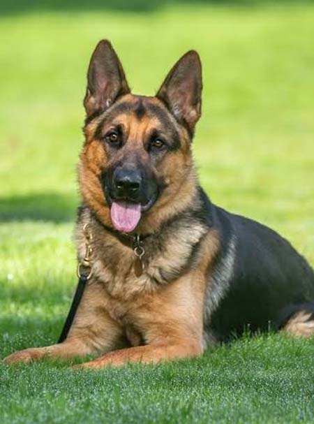 Professional dog grooming service