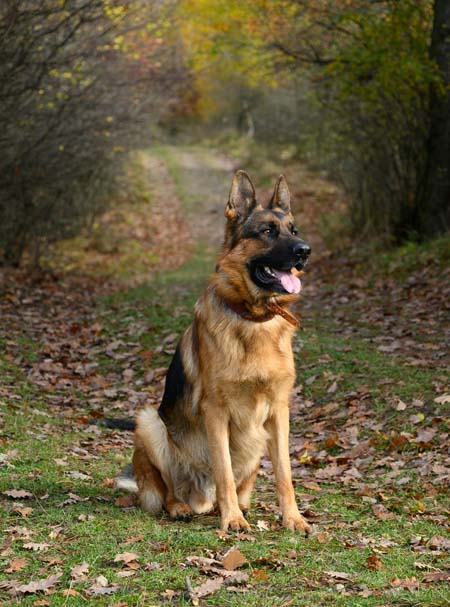 Professional dog training service