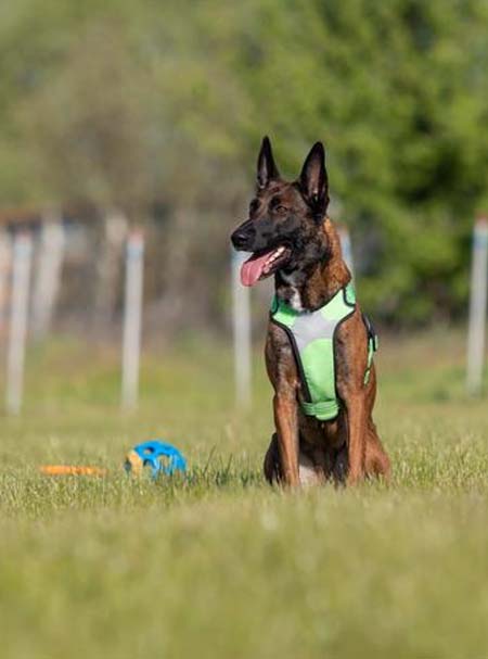 Professional dog walking service