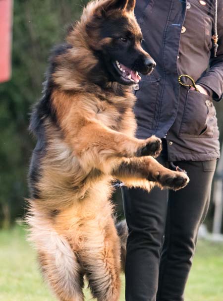 Pet pick and drop service