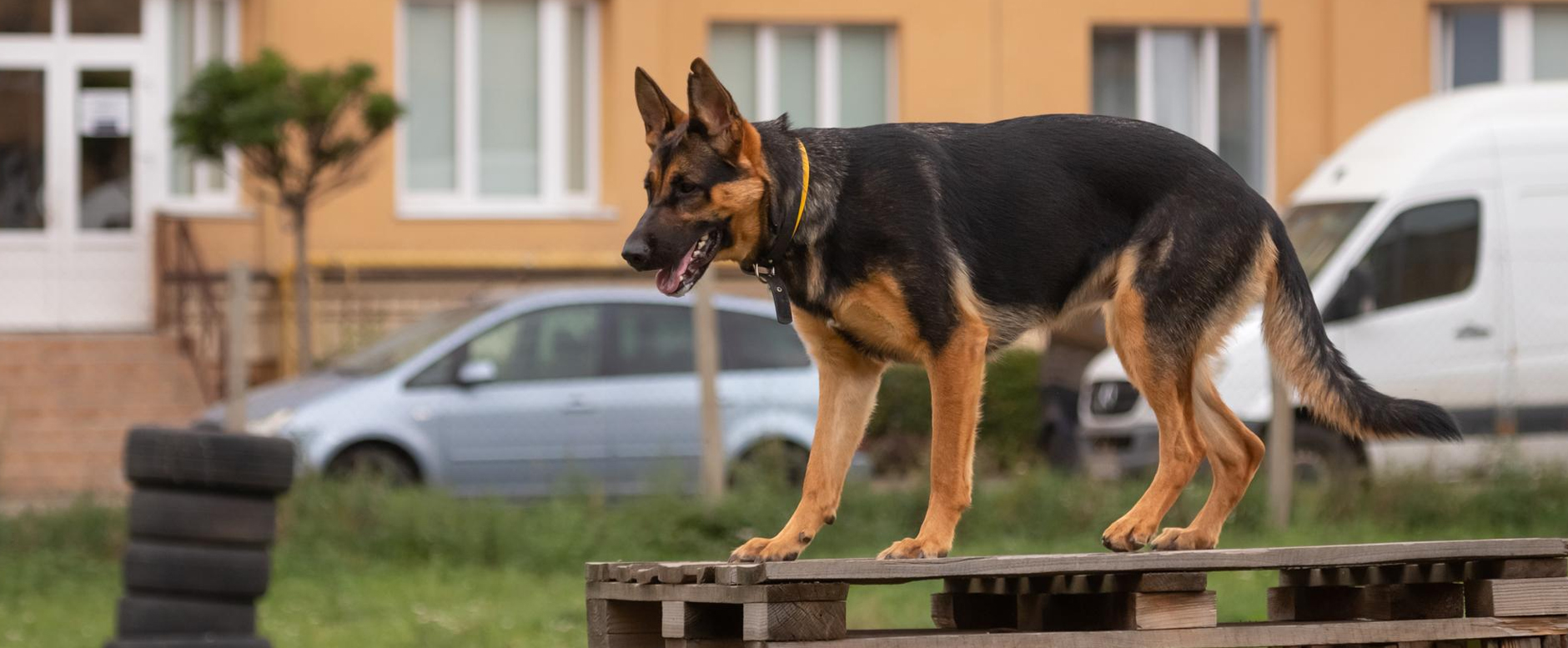 Puppy obedience and socialisation training