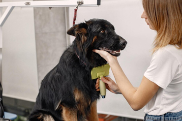 Professional dog grooming service