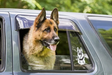 Pet pick and drop service