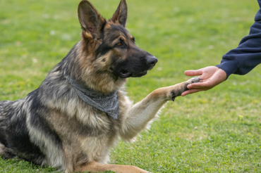 Dog boarding service