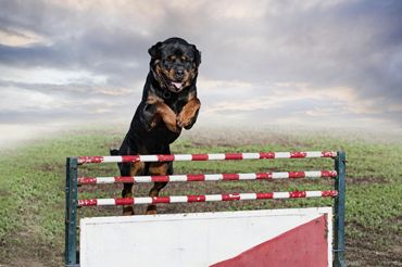 Professional dog training service