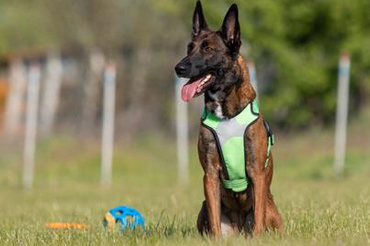 Professional dog walking service